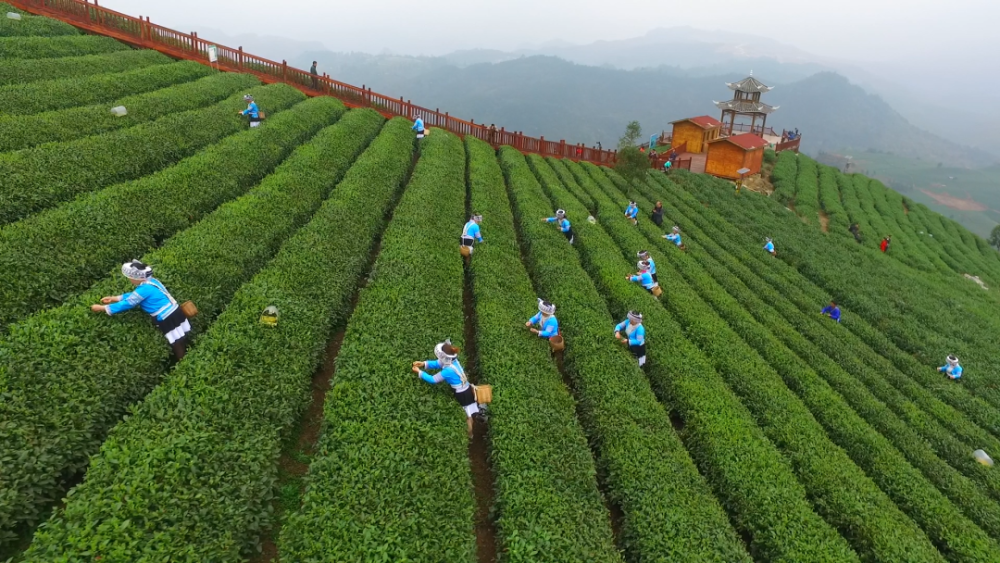 贵定县云雾茶的茶文化图片