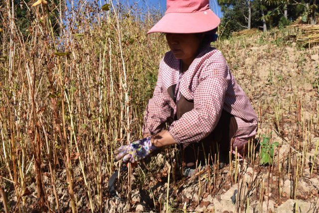 玉溪元江万亩苦荞陆续成熟,山区冬闲地变观光地