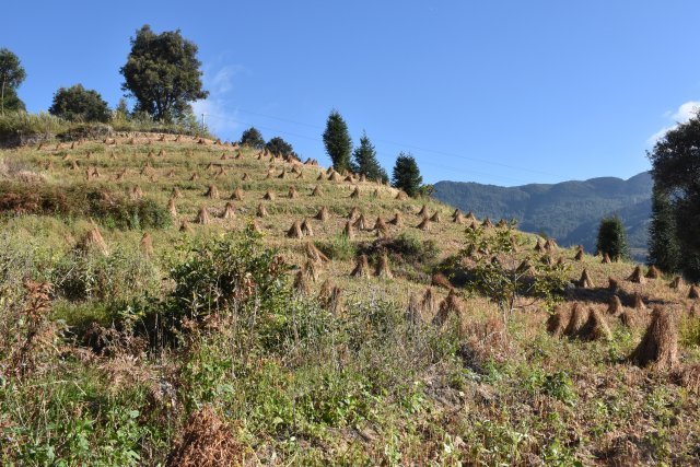 玉溪元江万亩苦荞陆续成熟,山区冬闲地变观光地