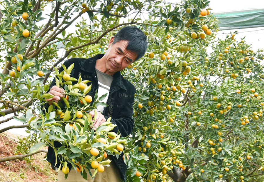 尤溪:金柑"结硕果" 产业"发新枝"