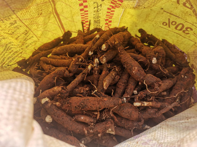 宜宾叙州：3000亩仙茅大丰收_腾讯新闻