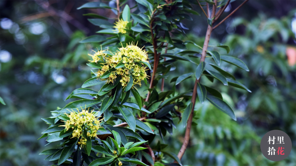 "金蒲桃"来自澳洲的"黄金熊猫"?