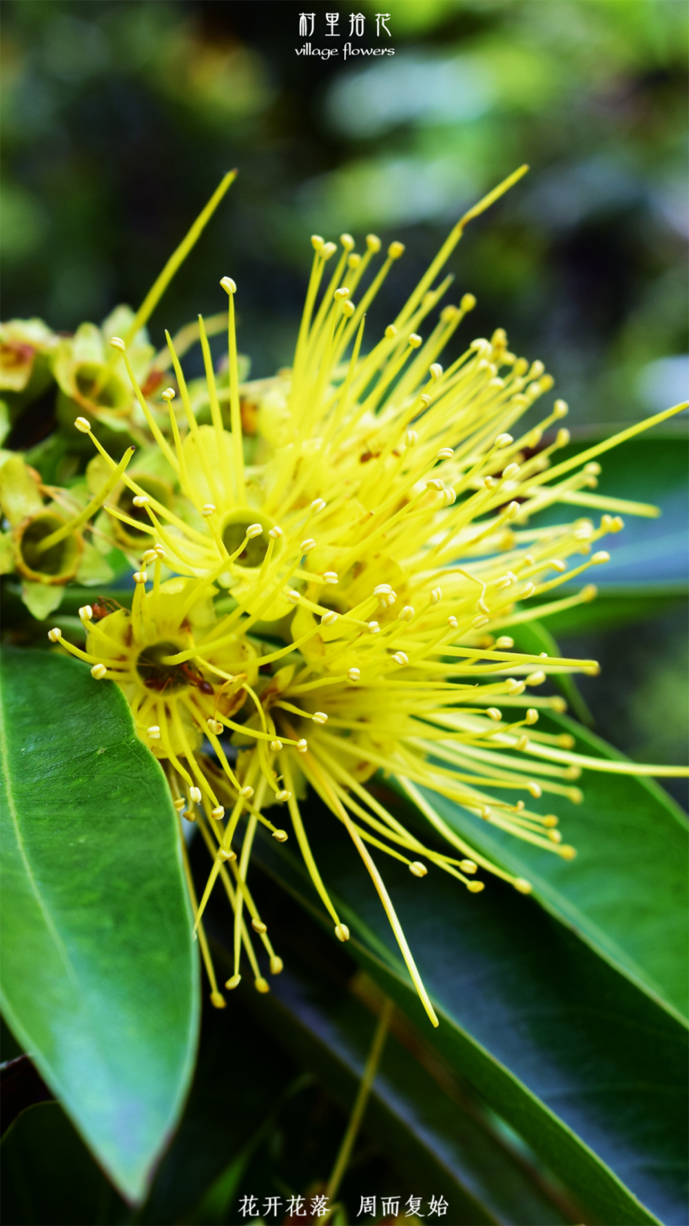 "金蒲桃"来自澳洲的"黄金熊猫"?