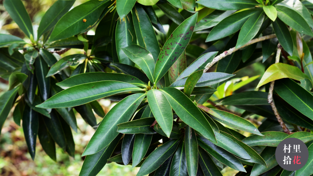 "金蒲桃"来自澳洲的"黄金熊猫"?