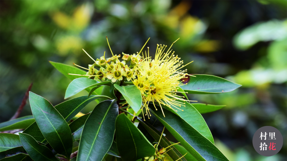 "金蒲桃"来自澳洲的"黄金熊猫"?