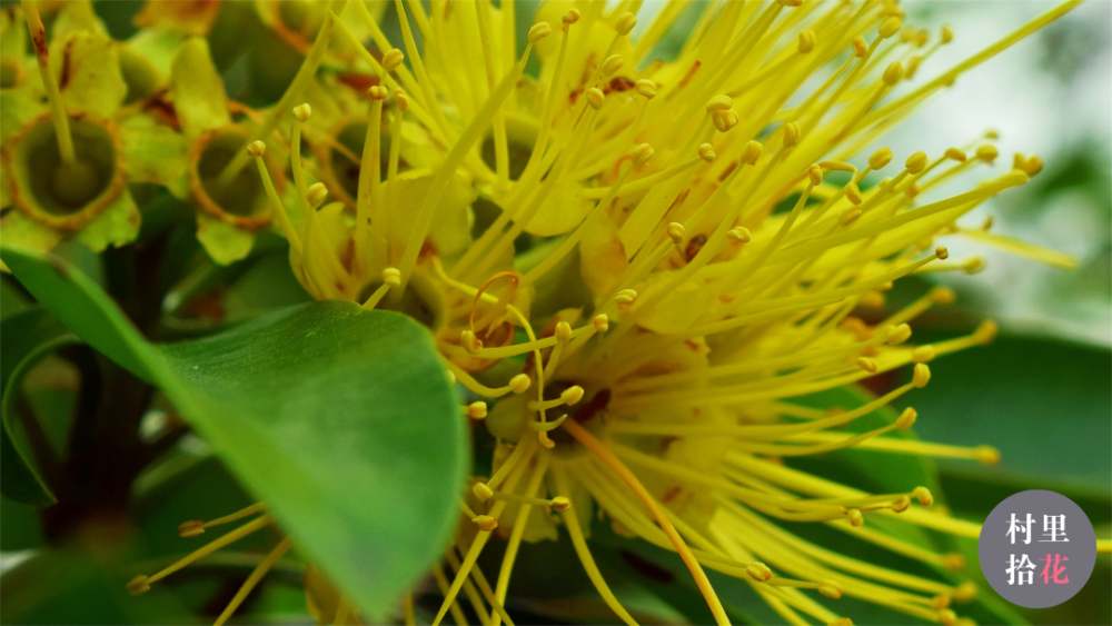 "金蒲桃"来自澳洲的"黄金熊猫"?