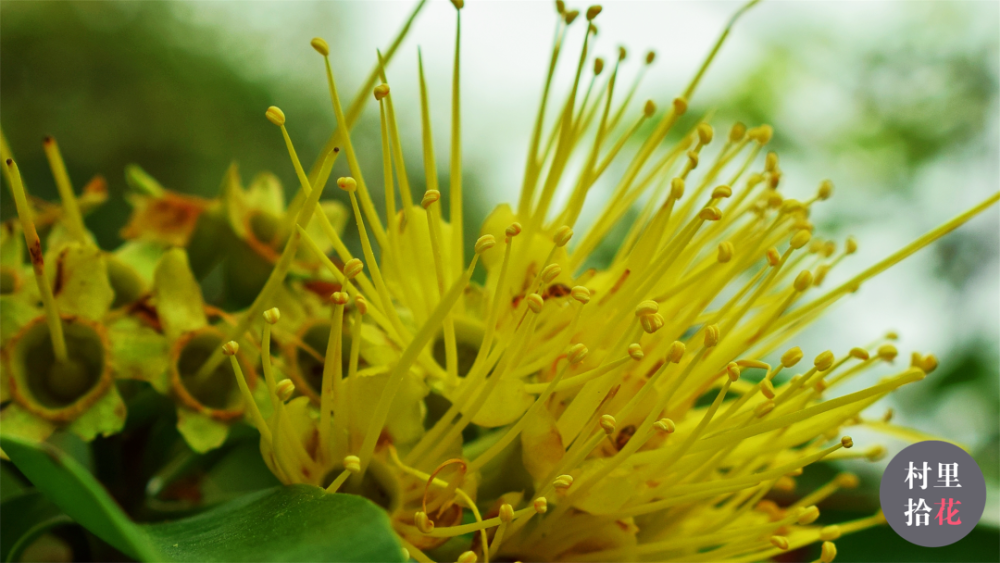 "金蒲桃"来自澳洲的"黄金熊猫"?