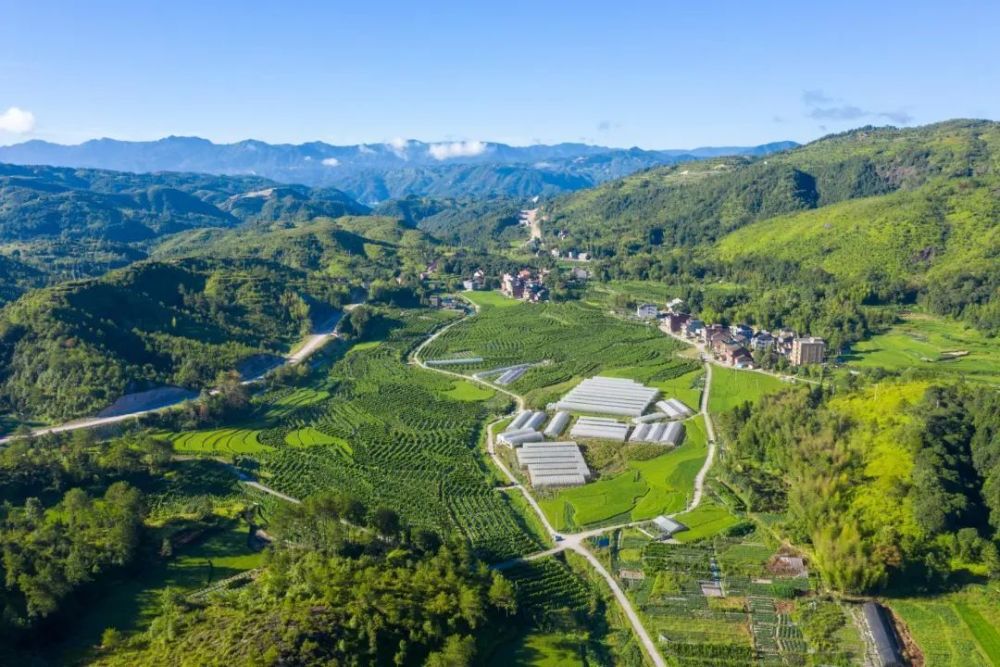 乡村振兴丨温州文成黄坦镇:小小糯米山药筑起"共富路"_腾讯新闻