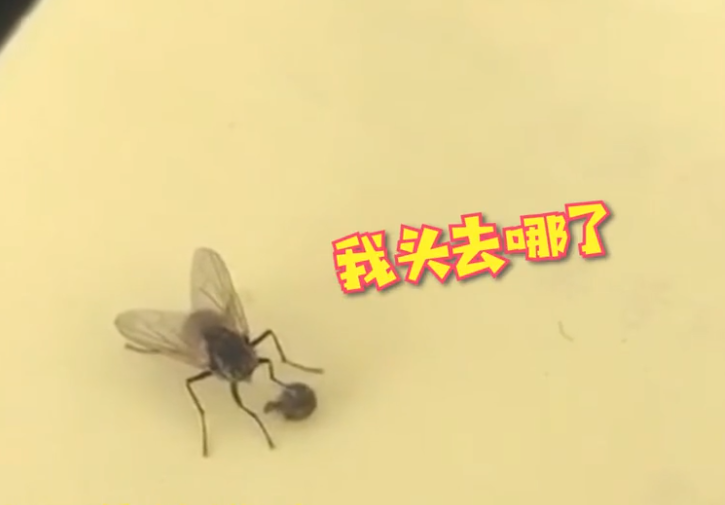 为什么没有了苍蝇,地球会变得更加恶心?_腾讯新闻