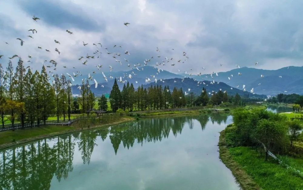 鹭鸟成群黄山区浦溪河畔生态美
