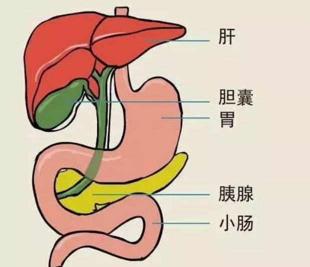 吃什么食物养肝_养肝食物有_吃养肝的食物有哪些