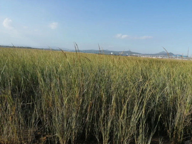 26天互花米草斩草除根!守护厦门湿地生态安全