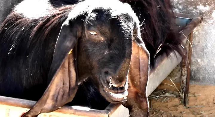 羊这种动物,为何在东西方文化中都不太受待见?_腾讯新闻