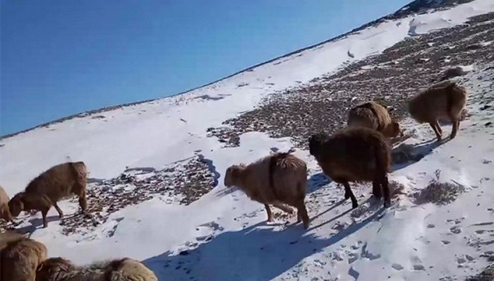 新疆阿勒泰部分人员牲畜走失，官方回应：极端天气所致，正统计损失外教口语课
