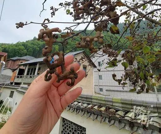 家里的这一小把,刚好是邻居顺道带来的,突然看到拐枣树,真是让人惊喜