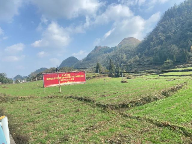 织金县白泥镇万亩冬小麦长势喜人农民麦向致富路