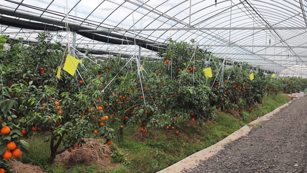 在位於婺城區蔣堂鎮的裕洲家庭農場,100多畝種植大棚內,一個個黃燦燦