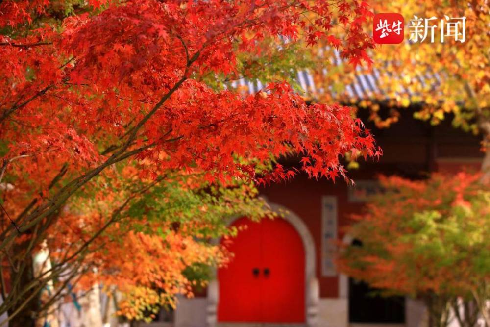 而深秋时节栖霞山的满山红叶,更是享誉海内外.