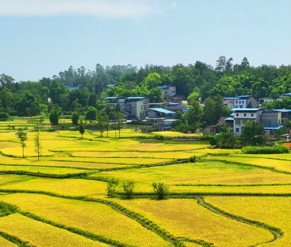 广安武胜县清平镇大力发展稻田经济铺就群众幸福生活路