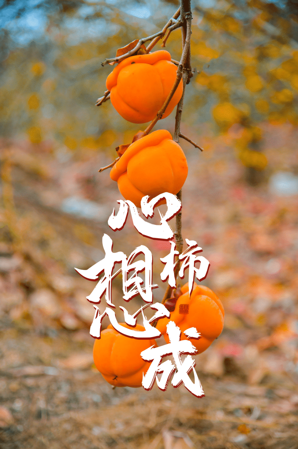 你有一份柿柿如意待查收_腾讯新闻