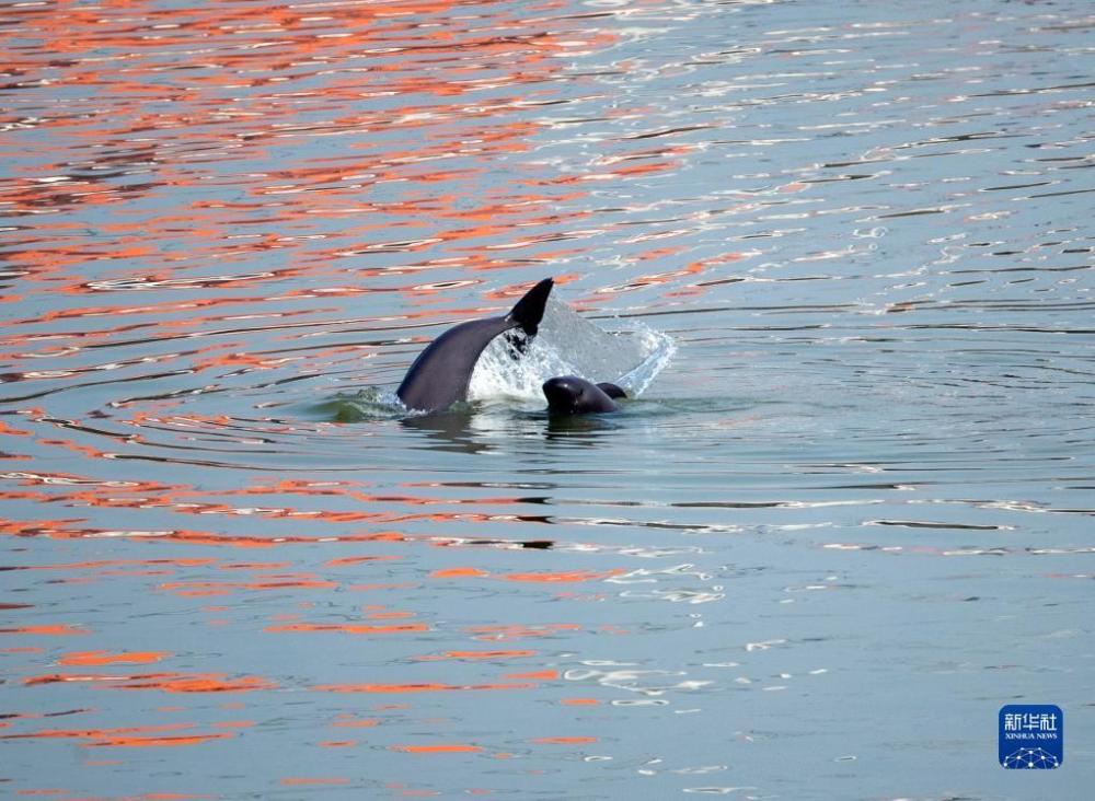 finless porpoises have been established in the yangtze river