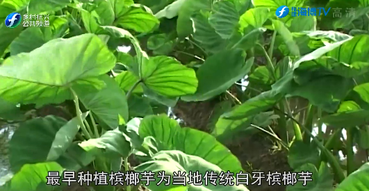 长汀:槟榔芋种出富民大产业