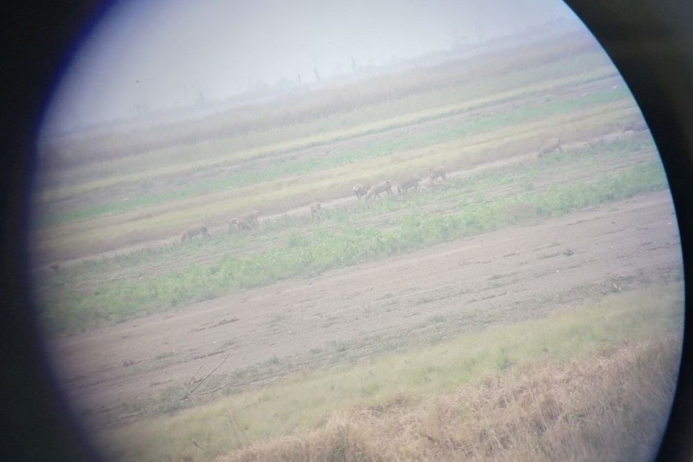 41只来自北京南海子的麋鹿现身江西鄱阳湖沪江网校的客户有哪些
