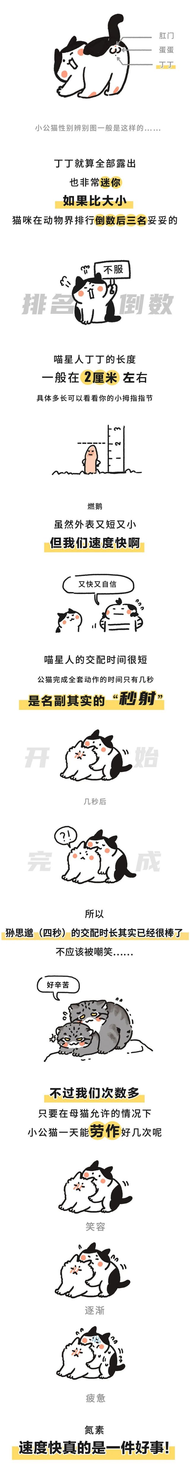 又短，又小，又弱鸡…小猫咪的丁丁究竟靠啥取胜？！_腾讯新闻