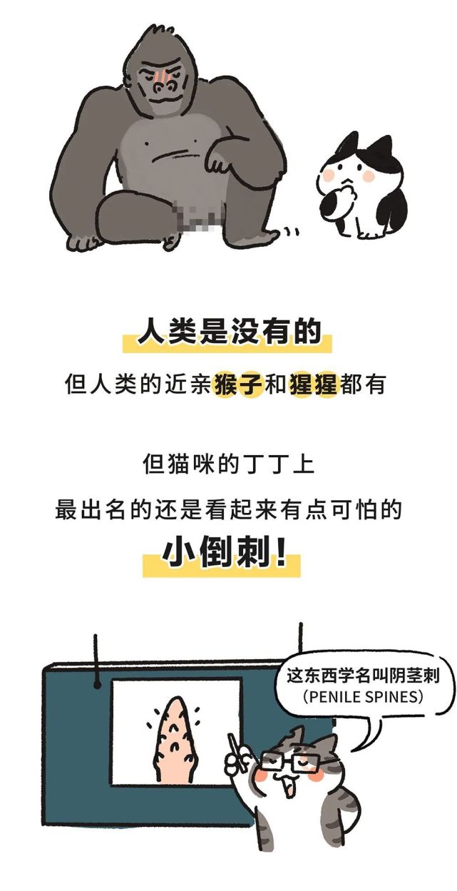 又短，又小，又弱鸡…小猫咪的丁丁究竟靠啥取胜？！_腾讯新闻