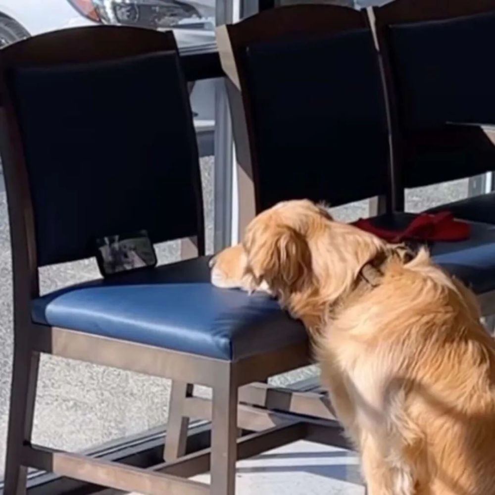 大金毛被医生盛赞:从业7年第一次见如此淡定的狗……_腾讯新闻