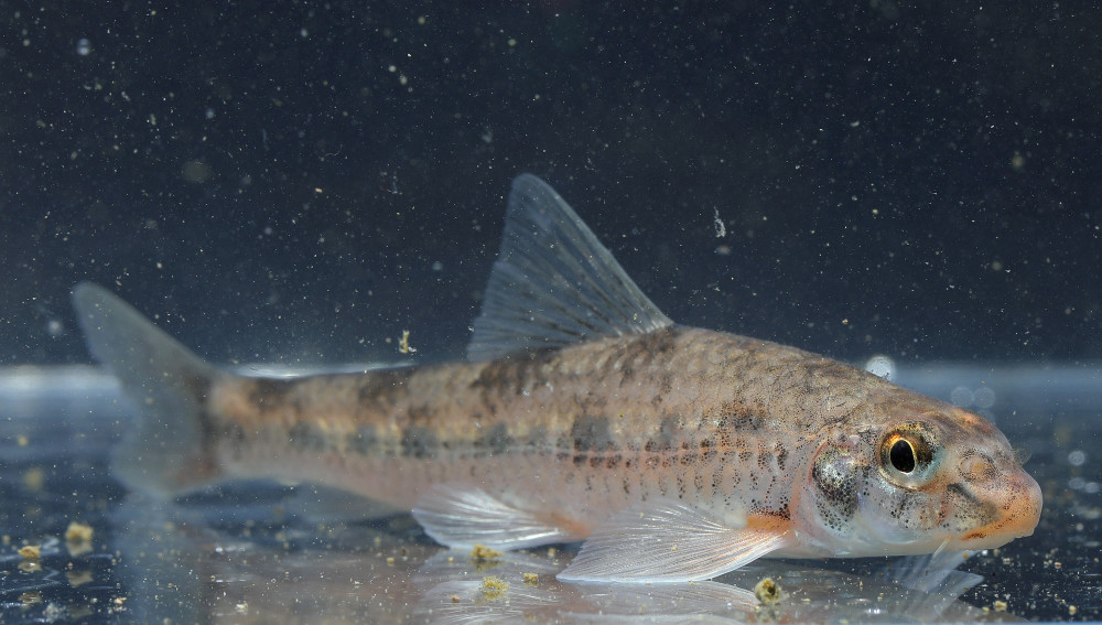 科研团队发现淡水鱼类新物种——瓯江小鳔鮈