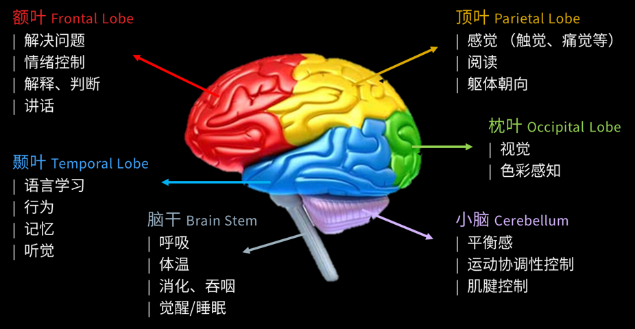 大脑组成部分图片图片