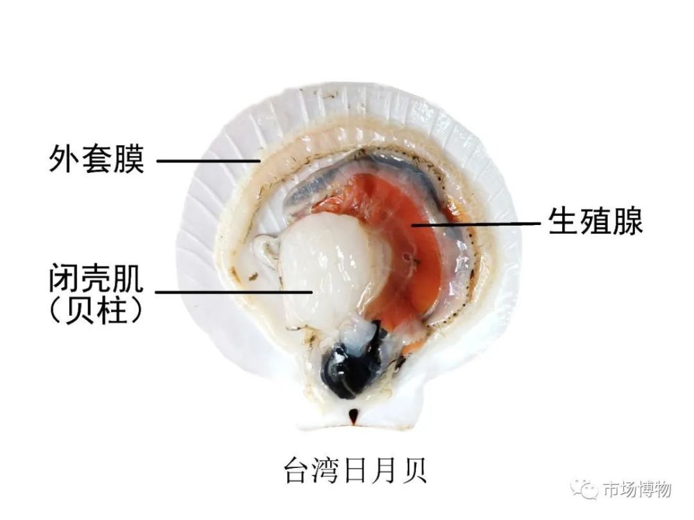 海味珍品 带子 来自日月贝 江珧 扇贝 海菊蛤 腾讯新闻