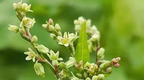 苦荞丨五谷之王的驯化与选择