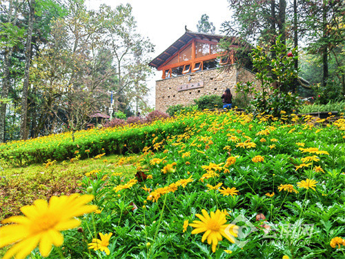 罗平棠梨凹风光无限