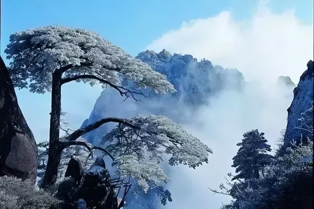 松树雪景图片大全大图图片