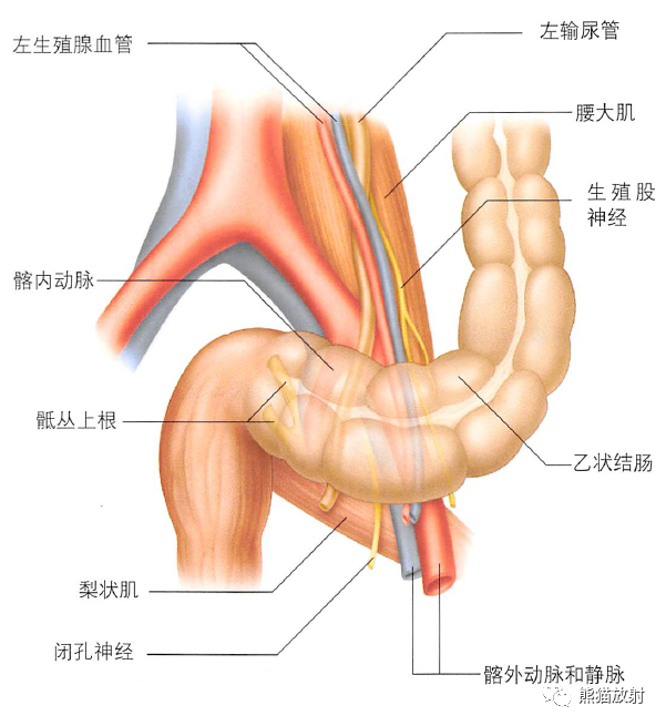 毗鄰常見的闌尾位置鋇灌腸顯示回盲部大腸的淋巴管與淋巴結腸繫膜上