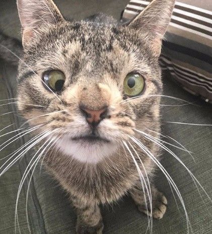 看,这只猫长得好怪,是唐氏儿吗?