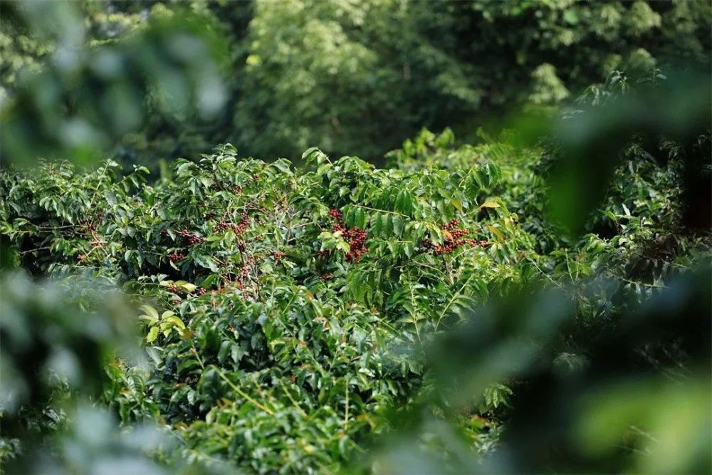 【推荐】咖啡红了!带你寻觅"远山树林的味道"_腾讯新闻