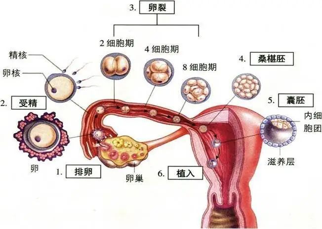 妊娠示意图图片