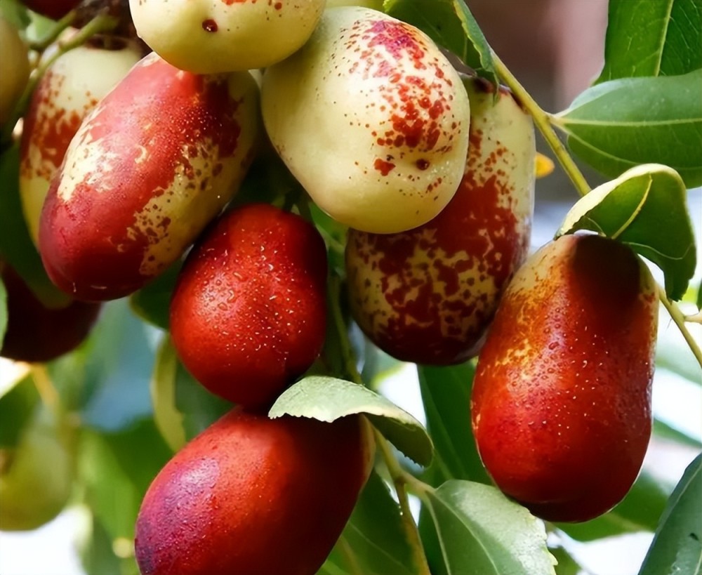 塞上江南灵武长枣核小肉厚脆甜无渣