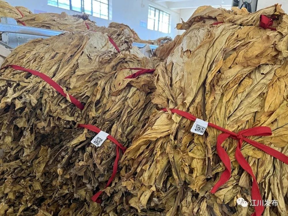 九溪镇绿色低碳运输助力烤烟生产提质增效