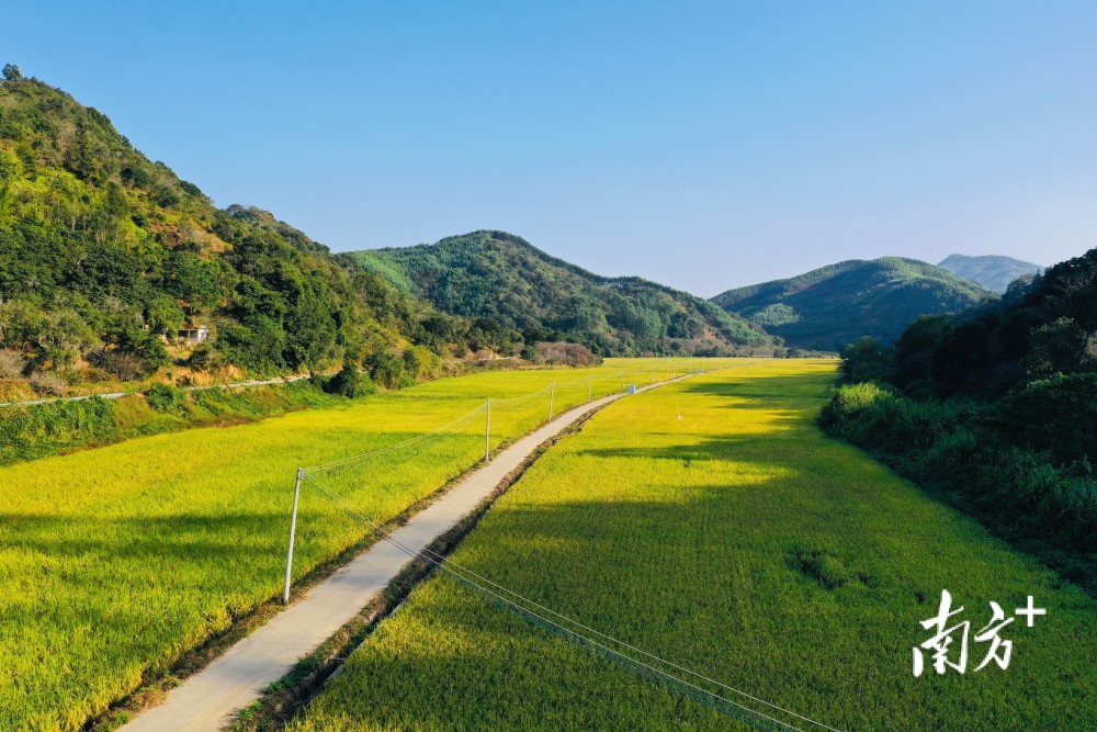 在潮州市饒平縣新圩鎮霞美果蔬種養專業合作社的種植基地,理事王文得