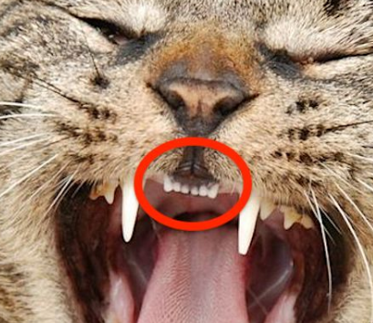猫咪的门牙并不能用来咬断食物哦因为猫咪的牙齿是猫咪咬断食物是靠
