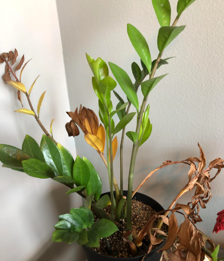 金钱树烂根(金钱树烂根剪掉后咋种)