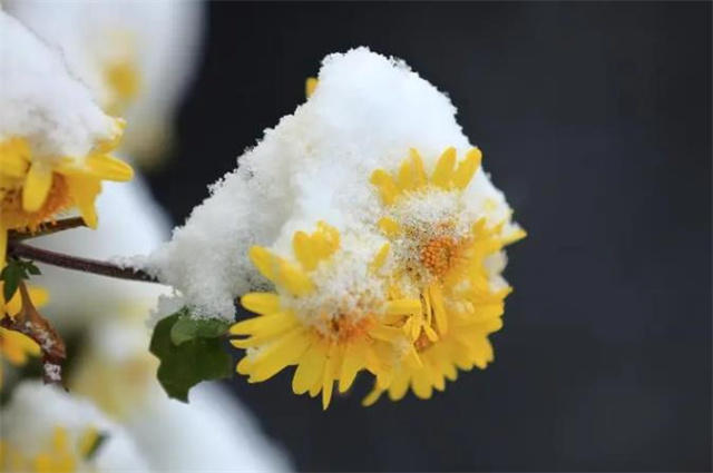 雪中冬菊五首庭菊有佳色相随次第雪中开