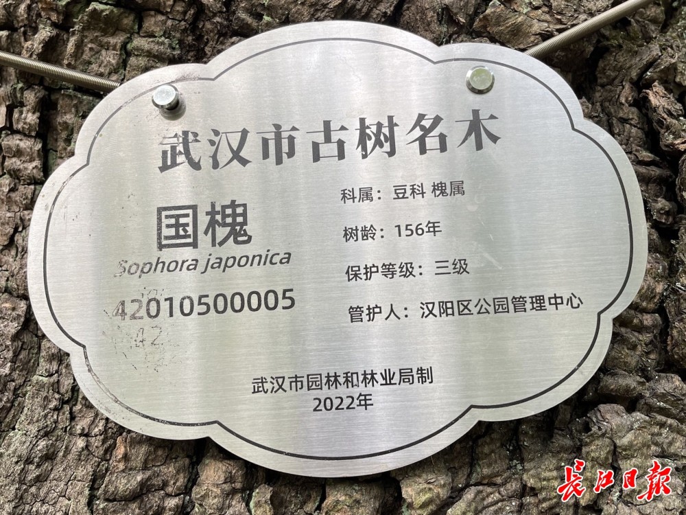 树干上挂有武汉市园林局2022年制古树名木牌,牌子显示该树为国槐,树龄