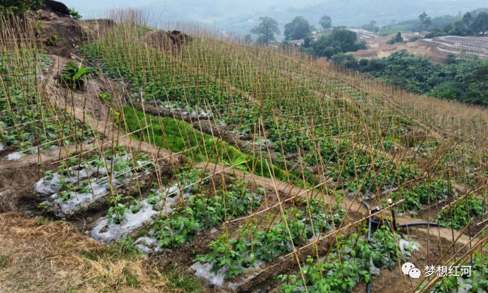 红河县石头寨乡:冬早蔬菜"抢鲜"上市,菜农鼓起"钱袋子"
