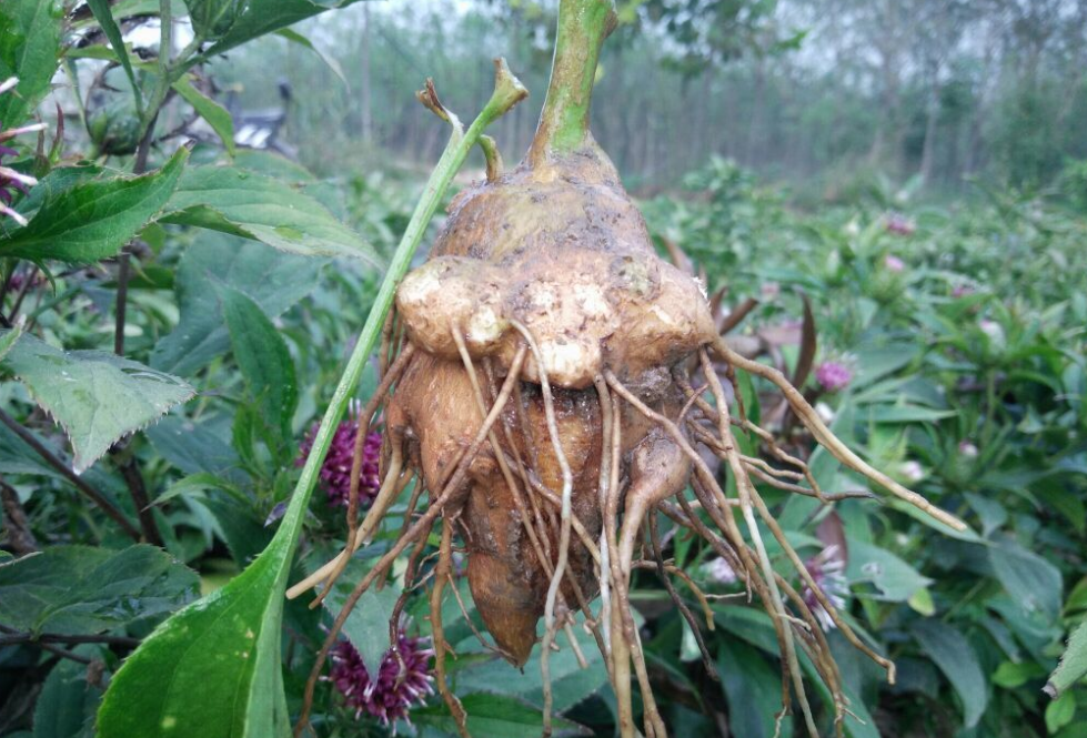 農村1種植物人稱白朮補脾又補氣價值極高