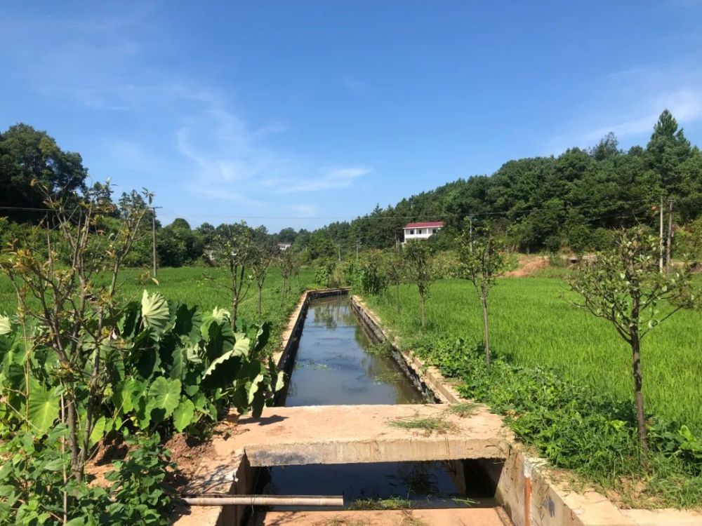 排水渠中段《山峡村土地平整航拍图前后对比》作者:张爱培拍摄地点